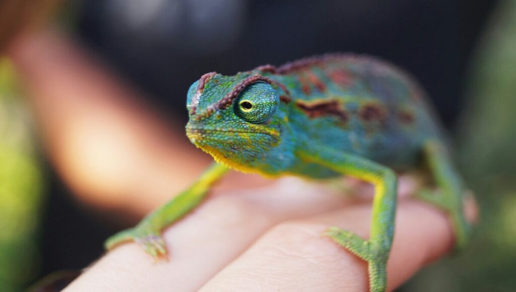 terrario para un camaleón