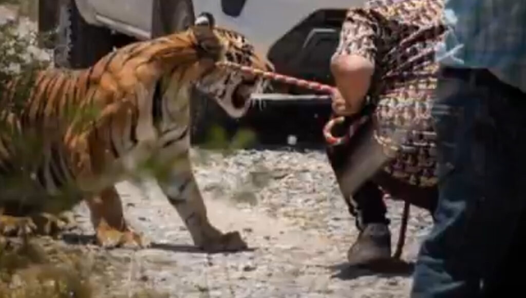 Así capturaron a un tigre suelto en Nuevo León