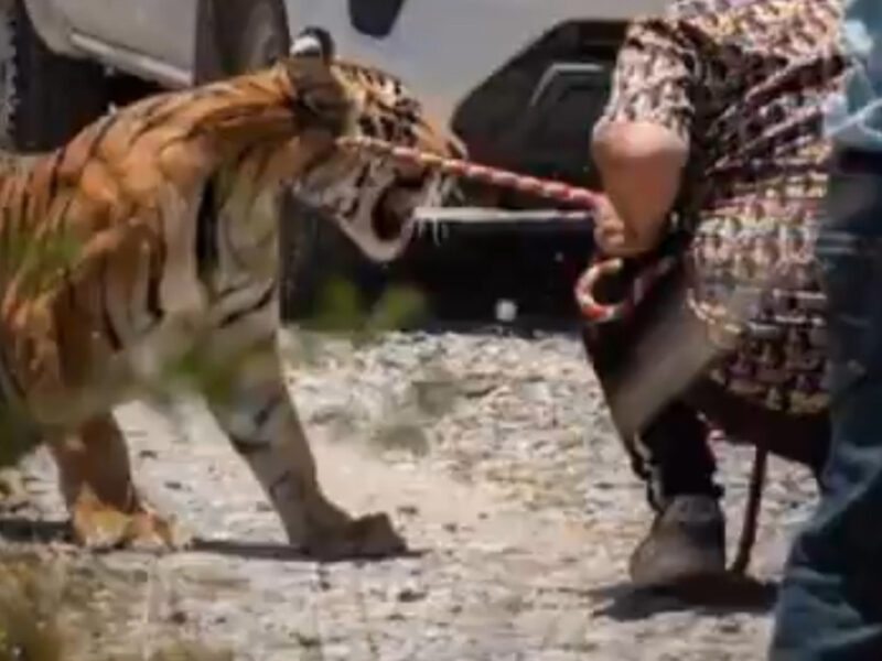 Así capturaron a un tigre suelto en Nuevo León