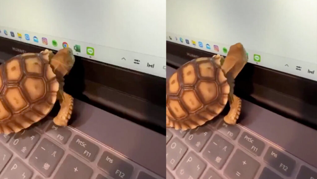 Tierna tortuga se hace VIRAL tras querer comerse a excel "para no chambear"