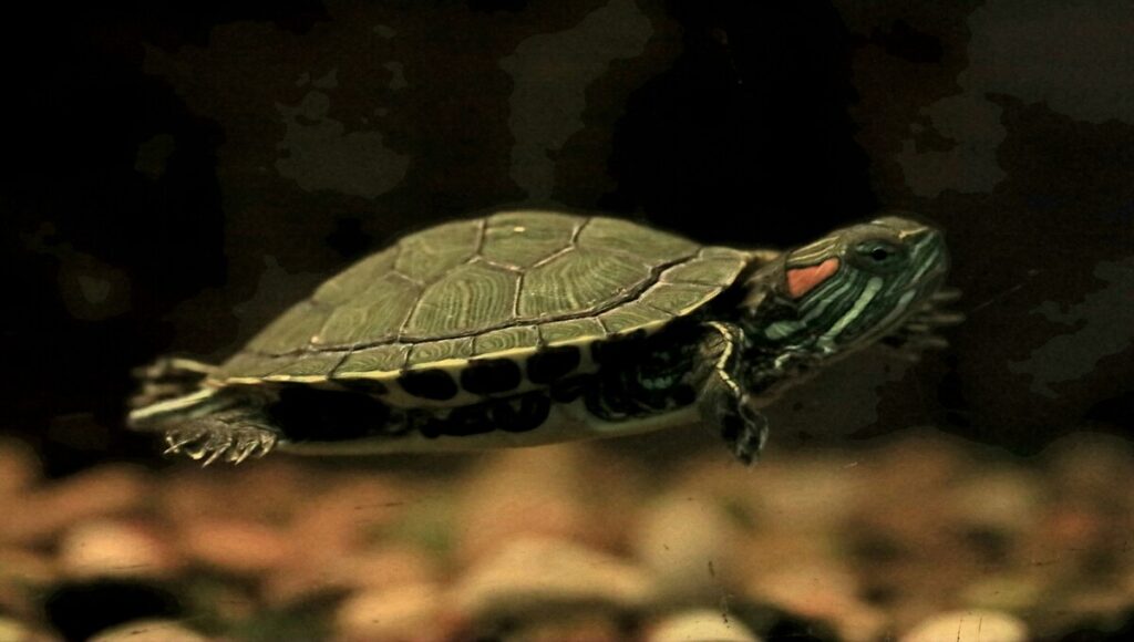 tortuga terrestre como mascota