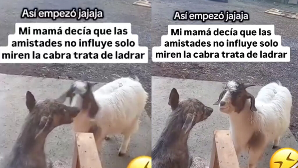 Una cabra trata de imitar el ladrido de un perro
