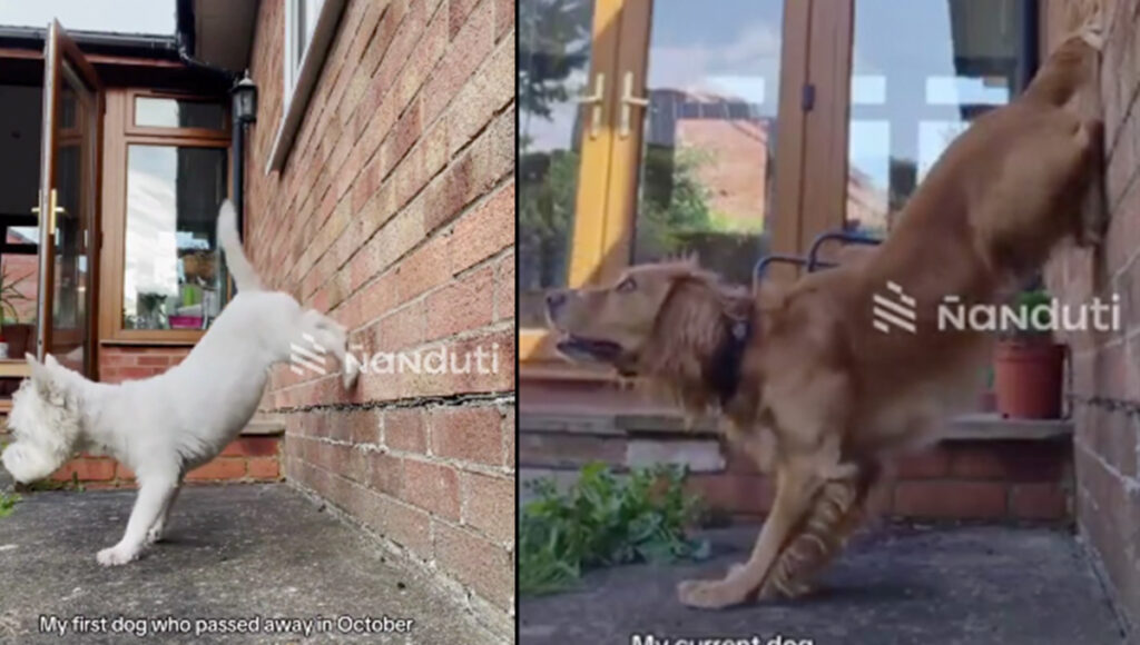 Una perrita adoptada hace el mismo truco que su perrita fallecida