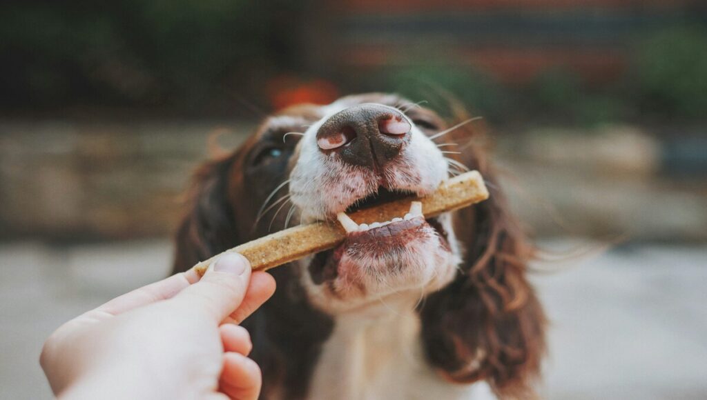 mascotas consuman comida cruda