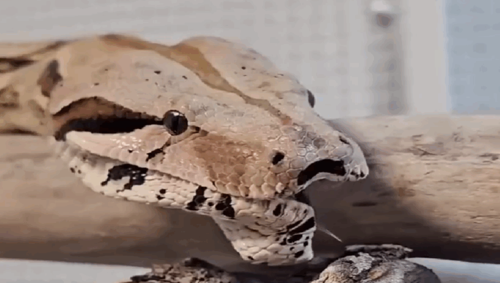 serpiente bosteza