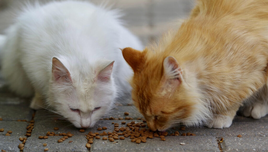 Whiskas Felix croquetas para gato alimentación