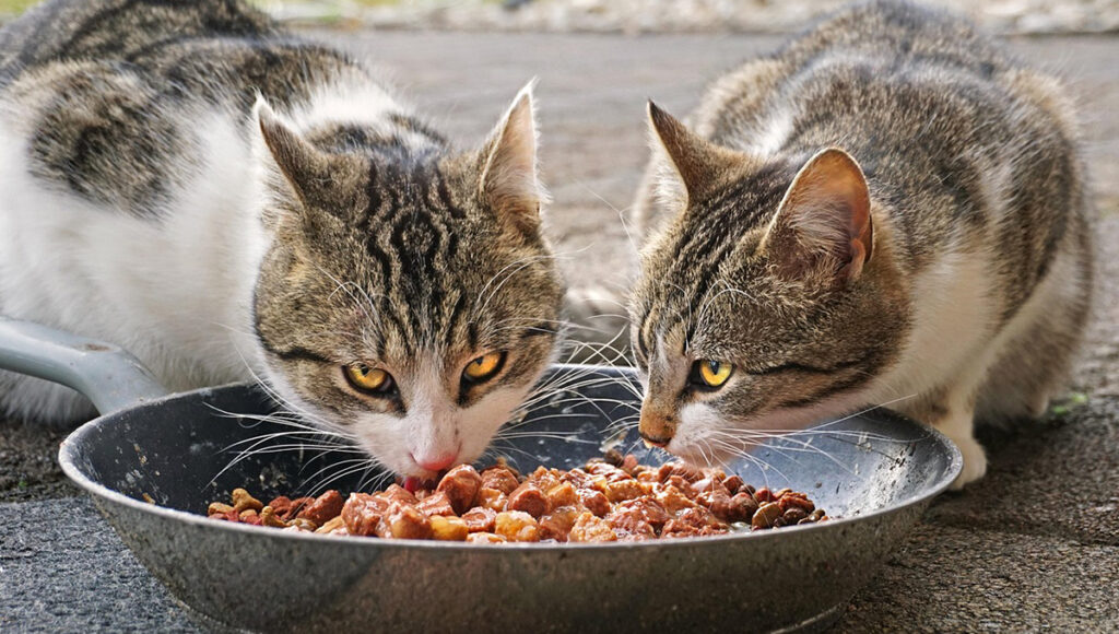 Whiskas o Gatina cual es la mejor croqueta para gatos alimentación