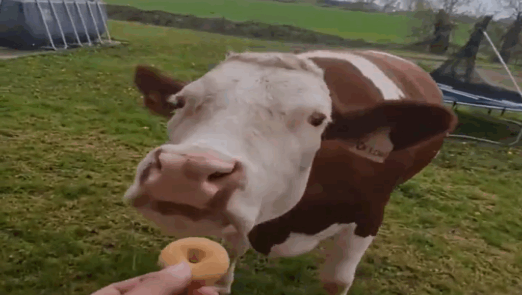 vaca brinca de felicidad