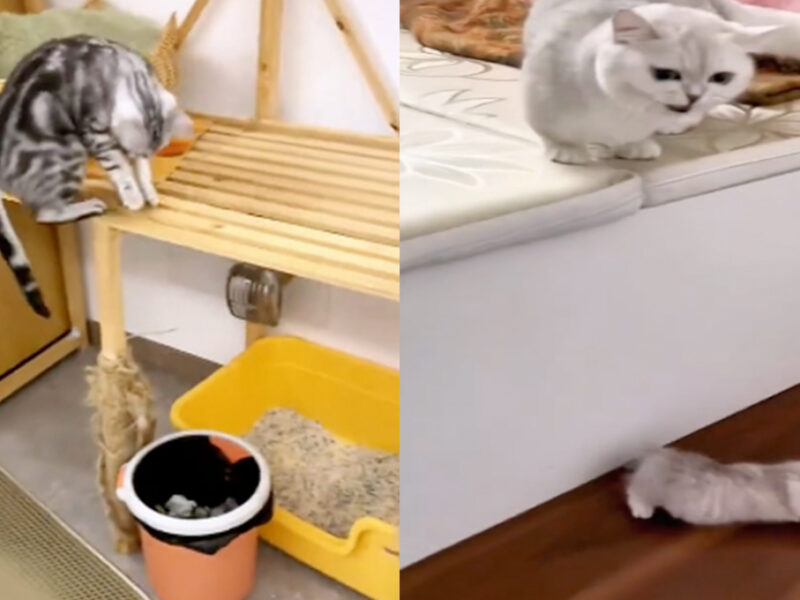 ¡Las gatitas también son mamás primerizas! Compilación de videos CHISTOSOS y tiernos
