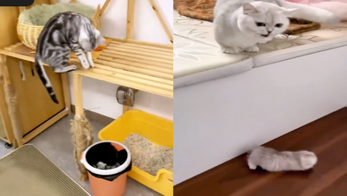 ¡Las gatitas también son mamás primerizas! Compilación de videos CHISTOSOS y tiernos