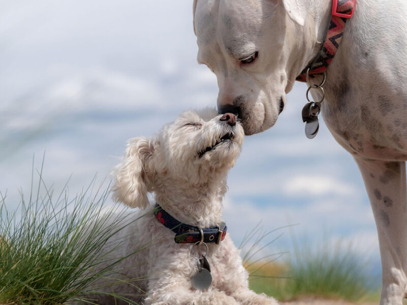 ¡Los más amigables! VIDEO de perros presentando a sus nuevos amigos a sus dueños