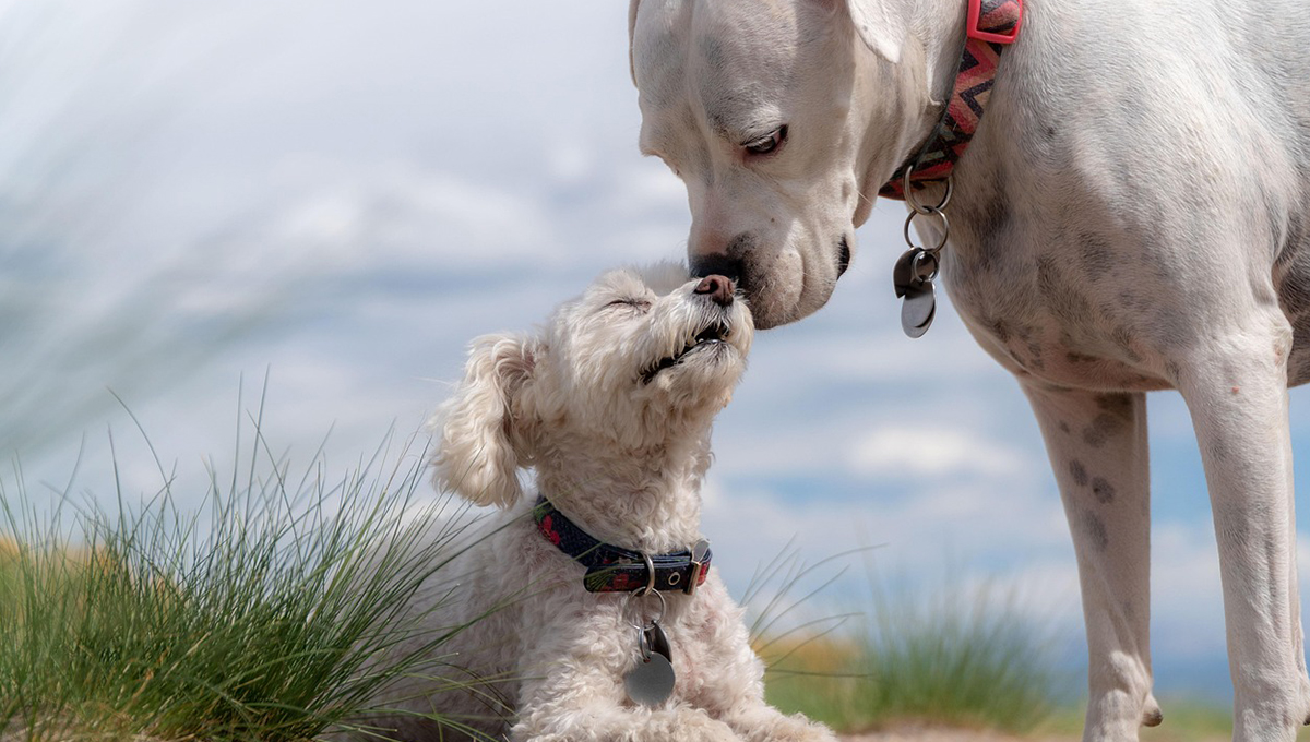 ¡Los más amigables! VIDEO de perros presentando a sus nuevos amigos a sus dueños