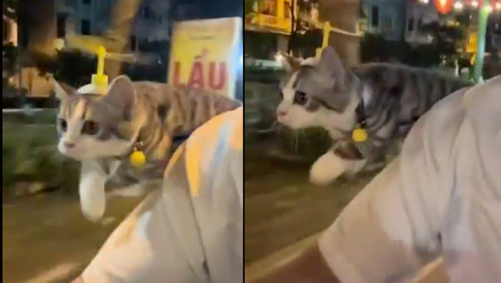 ¡Sí existe el gato volador! VIDEO muestra a michi volando