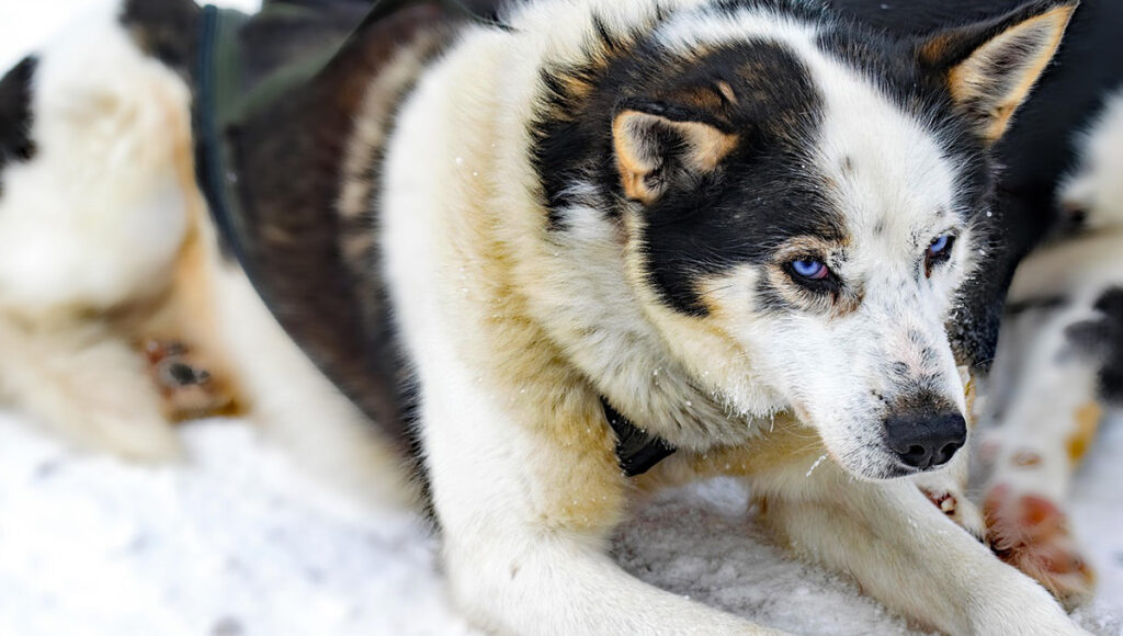 ¿Cómo festejar el Día del Perro en CDMX? Visita el Festival canino en Bosque de Aragón