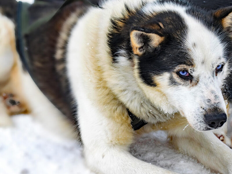 ¿Cómo festejar el Día del Perro en CDMX? Visita el Festival canino en Bosque de Aragón