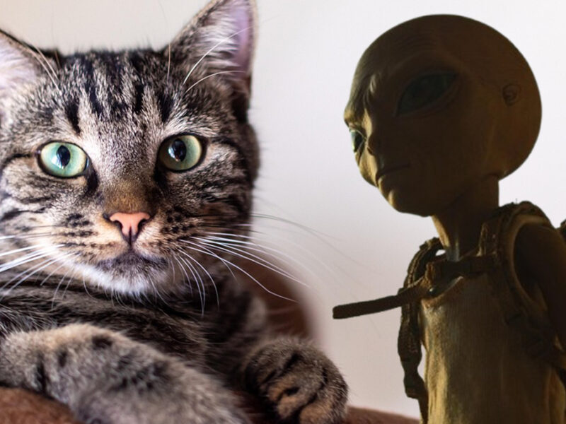 ¿Cómo hacer el filtro de TikTok de los aliens que se ROBAN a tu gato?