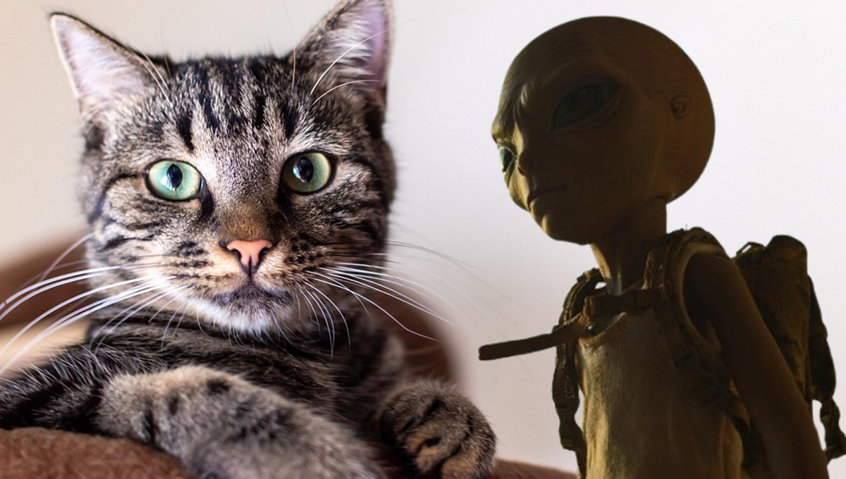 ¿Cómo hacer el filtro de TikTok de los aliens que se ROBAN a tu gato?