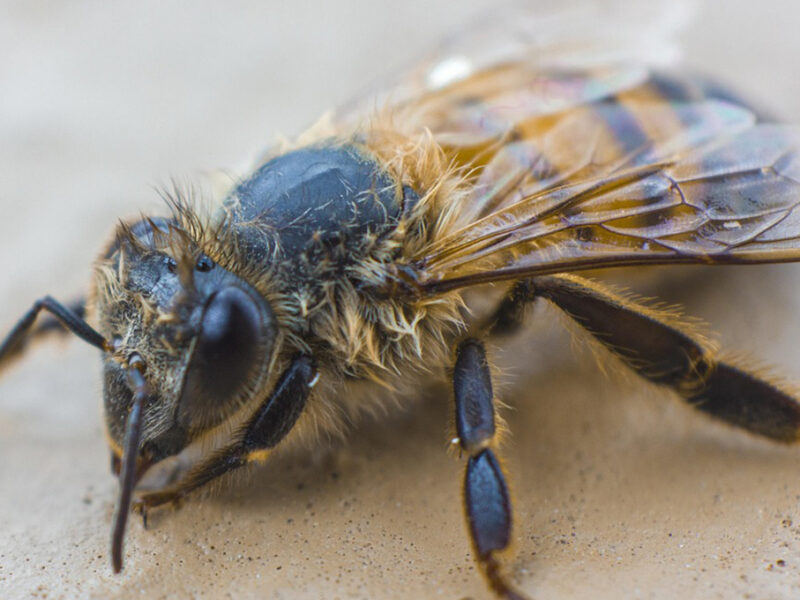 ¿Qué mensaje nos traen las abejas?