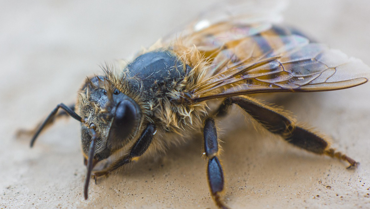 ¿Qué mensaje nos traen las abejas?