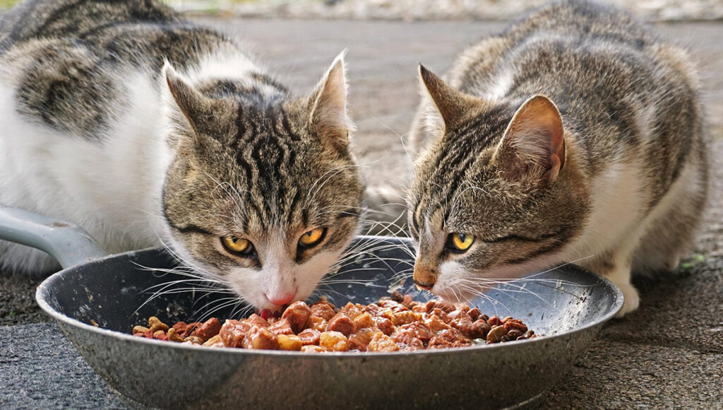 ¿El alimento para gatos Minino es bueno?