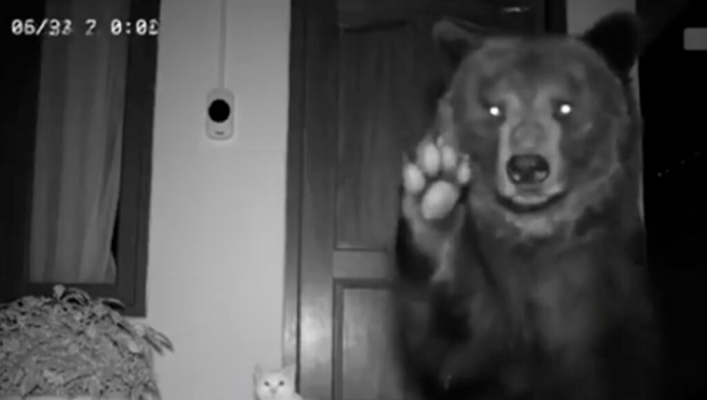¿Fue real o IA? Captan a oso entregando a gatito sano y salvo en puerta de su casa