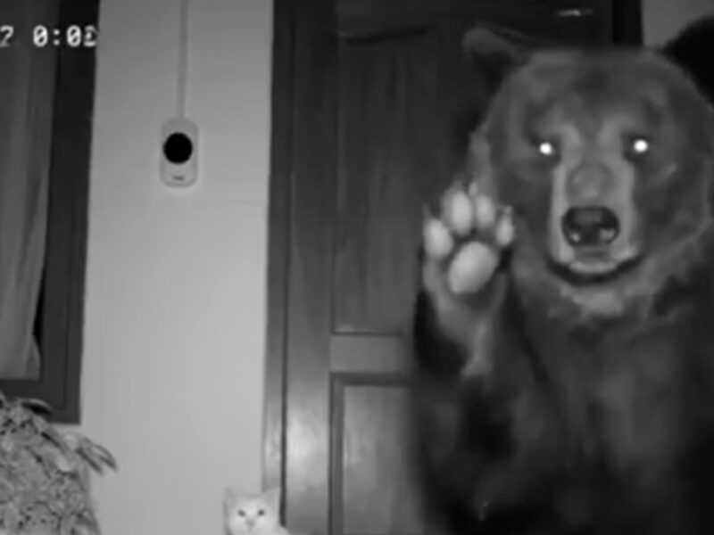 ¿Fue real o IA? Captan a oso entregando a gatito sano y salvo en puerta de su casa