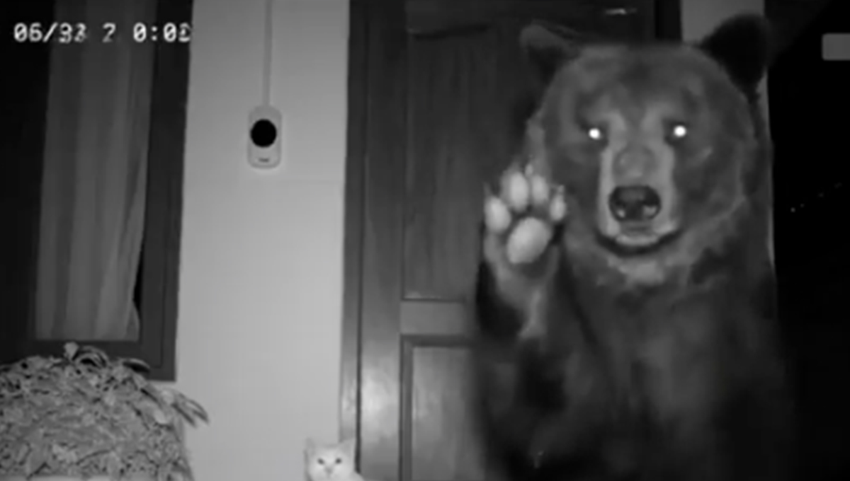 ¿Fue real o IA? Captan a oso entregando a gatito sano y salvo en puerta de su casa