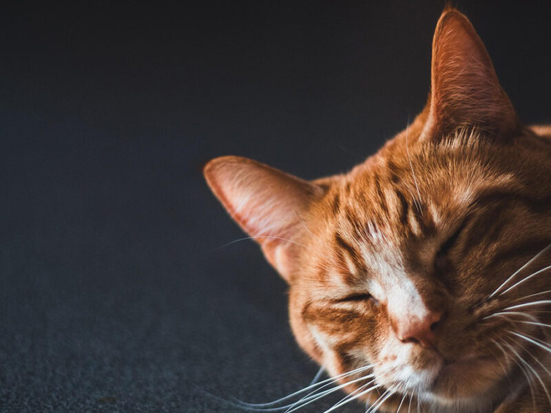 ¿Gatos naranjas están locos? VIDEO lo demuestra
