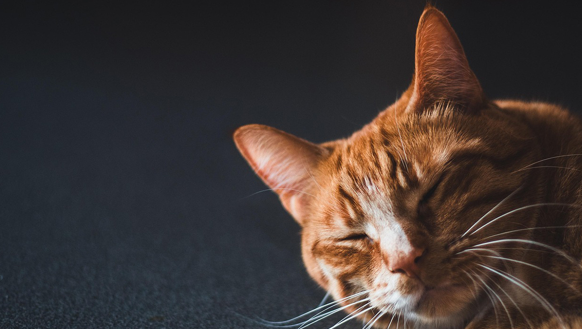 ¿Gatos naranjas están locos? VIDEO lo demuestra