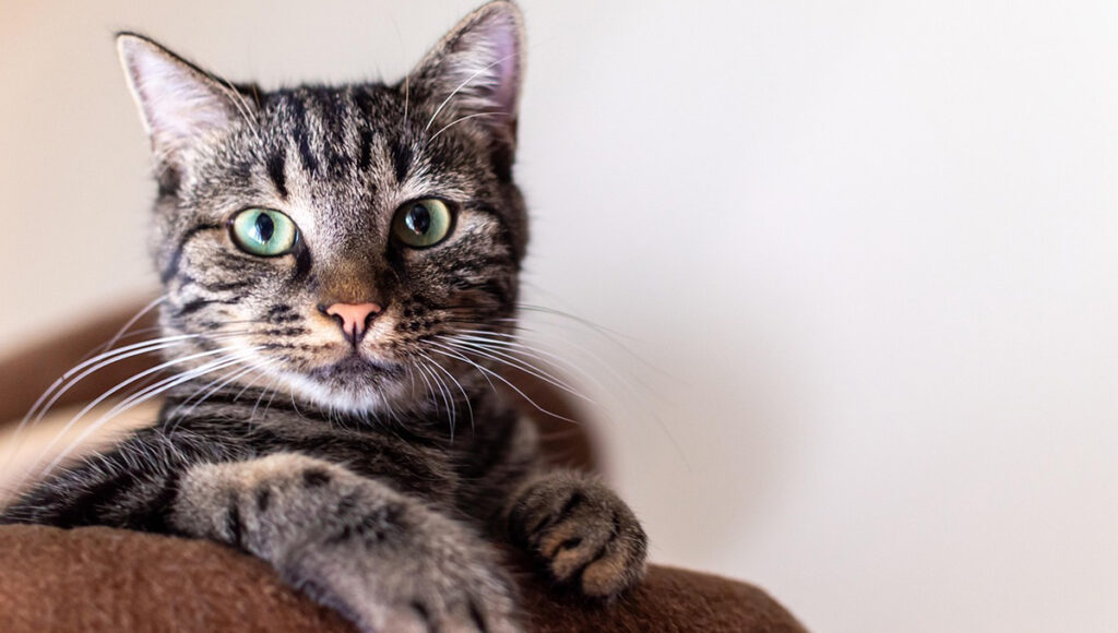 ¿Por qué a mi gato le gustan tanto los ladrillos?