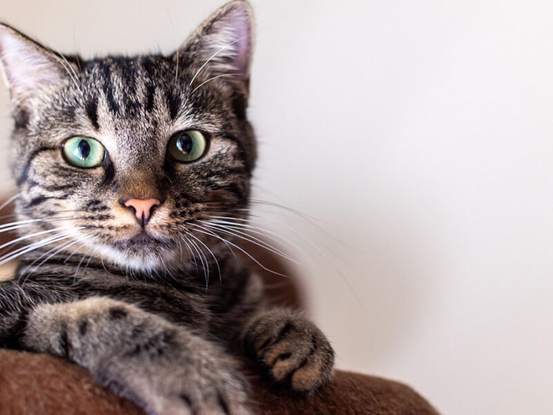 ¿Por qué a mi gato le gustan tanto los ladrillos?