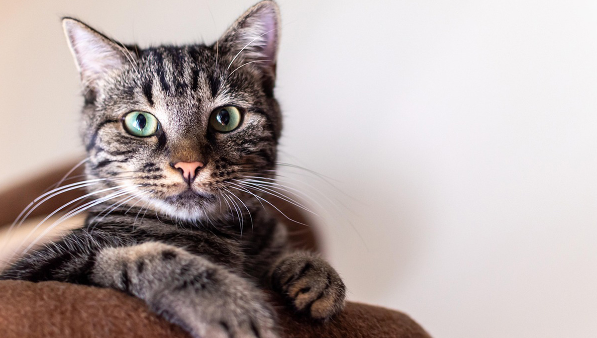 ¿Por qué a mi gato le gustan tanto los ladrillos?