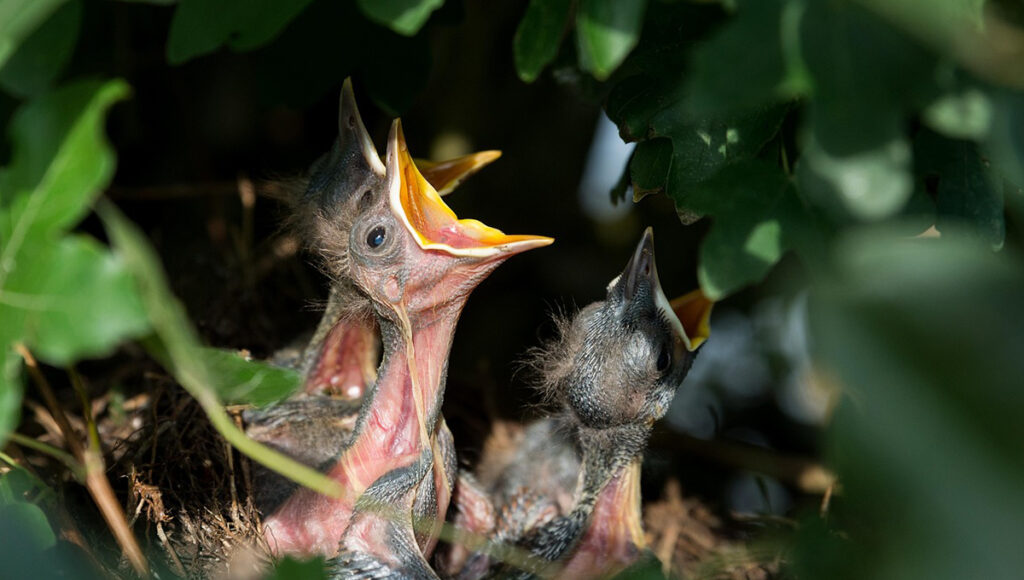 ¿Qué darle de comer a un pajarito bebé caído del nido?