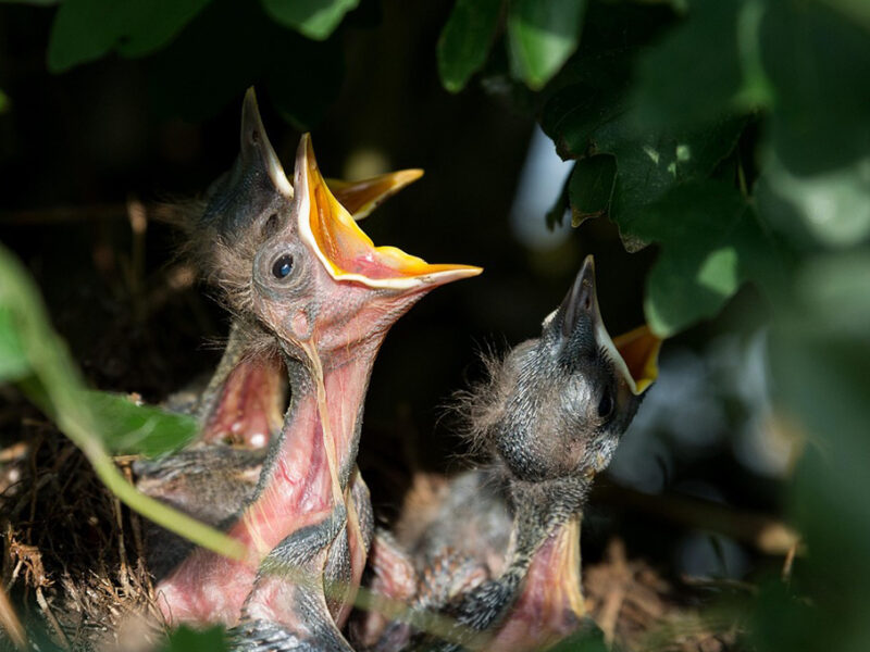 ¿Qué darle de comer a un pajarito bebé caído del nido?