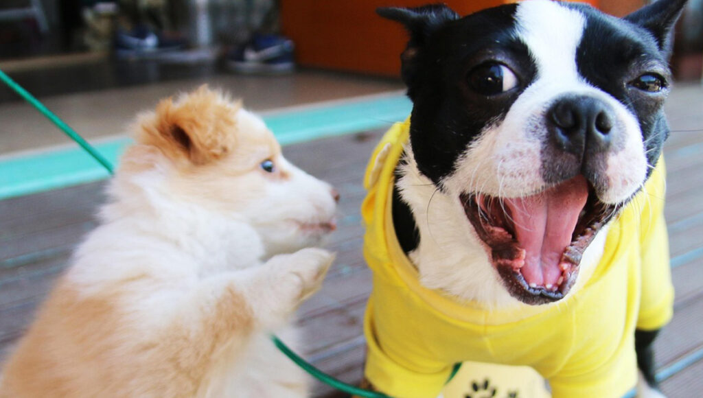 ¿Qué piensan los veterinarios de la dieta BARF?