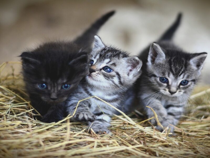¿Qué puede comer un gato con diarrea?