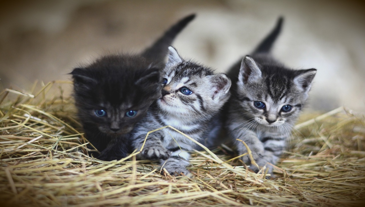 ¿Qué puede comer un gato con diarrea?