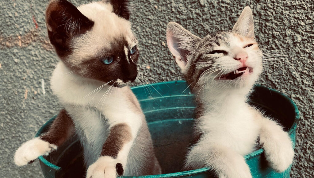 ¿Qué puede comer un gato con hepatitis?