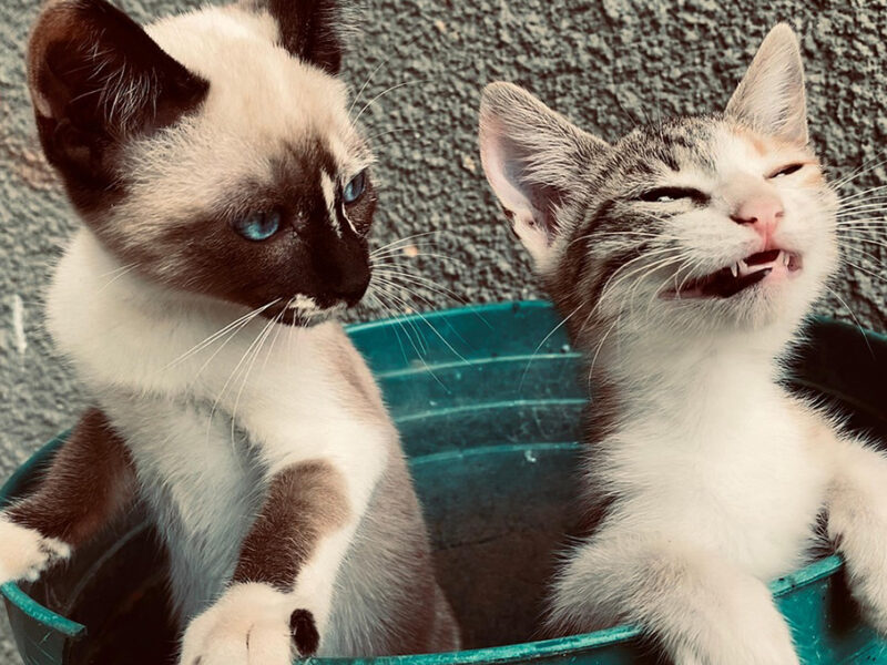 ¿Qué puede comer un gato con hepatitis?