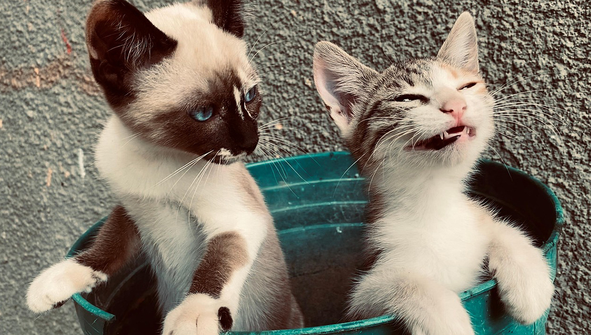 ¿Qué puede comer un gato con hepatitis?
