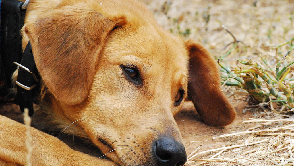 ¿Qué significa cuando tu perro te mira con miedo?