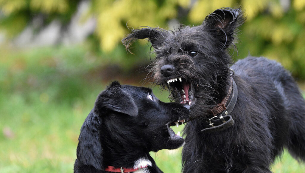 ¿Qué significa cuando un perro se pone bravo contigo?