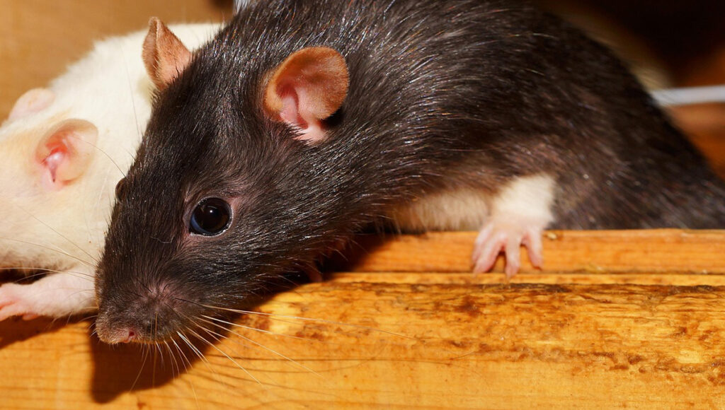 ¿Qué significa encontrar una rata muerta afuera de tu casa?