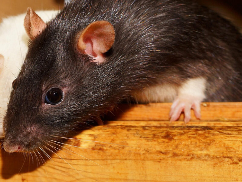 ¿Qué significa encontrar una rata muerta afuera de tu casa?