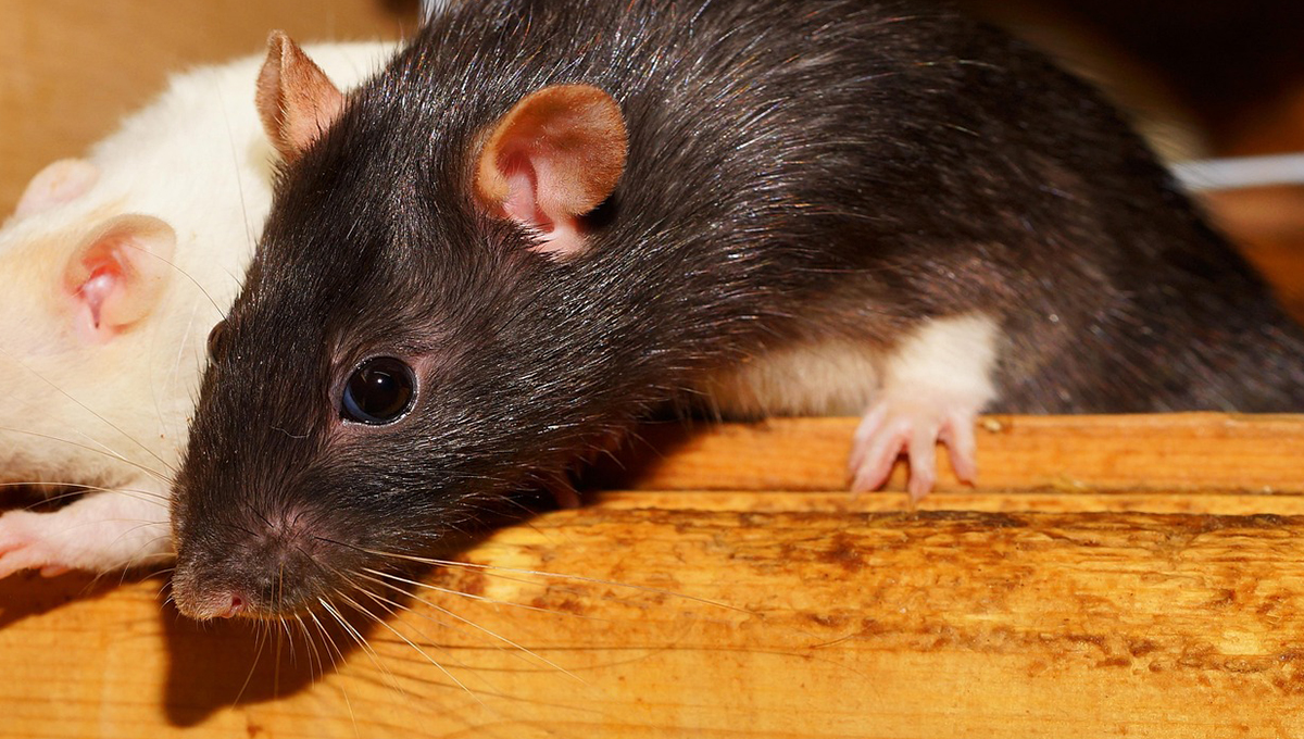 ¿Qué significa encontrar una rata muerta afuera de tu casa?