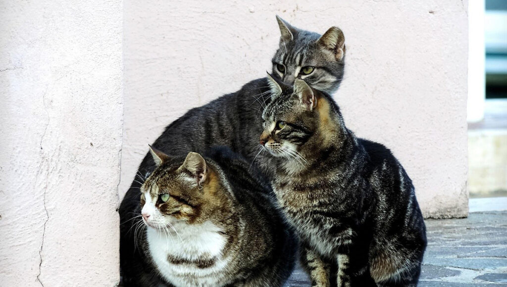 ¿Qué significa que a mi gato le guste morder bolsas?