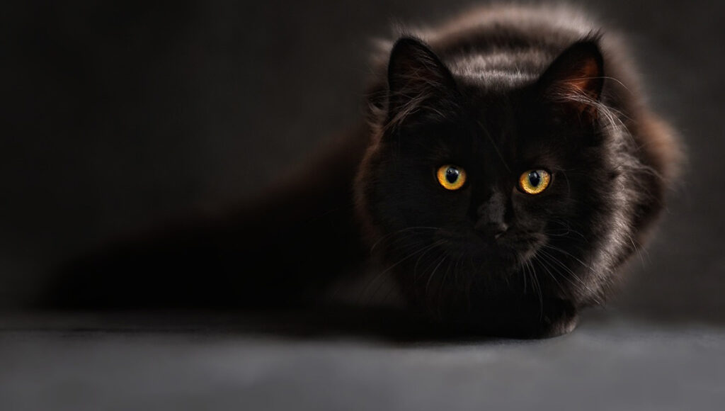 ¿Qué significa ver un gato blanco y que desaparezca?