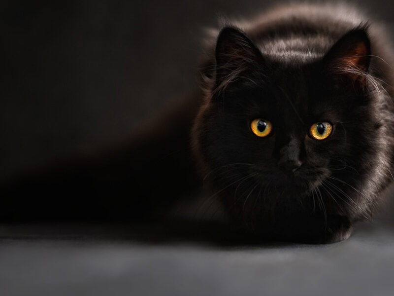 ¿Qué significa ver un gato blanco y que desaparezca?