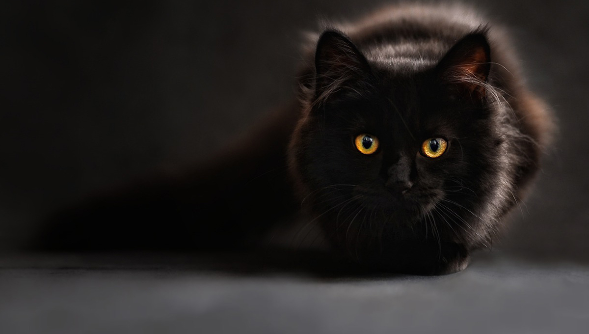 ¿Qué significa ver un gato blanco y que desaparezca?