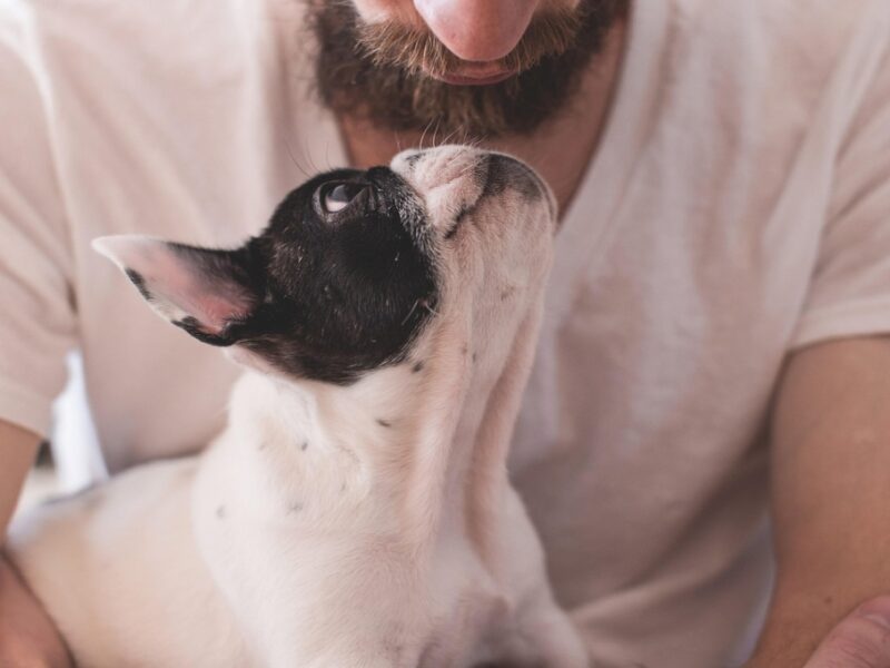 ¿Qué son los seguros para mascotas y qué es lo que cubren?